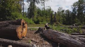 Taft Southwest, TX Tree Care Pros