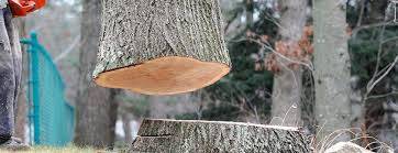 How Our Tree Care Process Works  in  Taft Southwest, TX