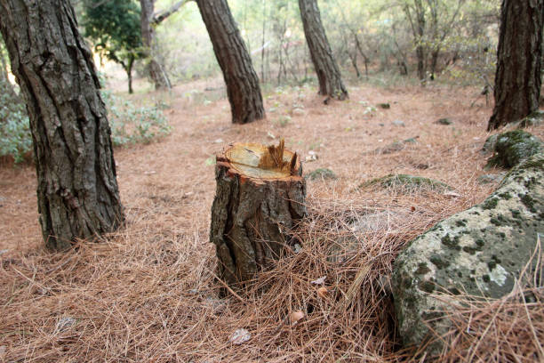 Best Emergency Tree Removal  in Taft Southwest, TX