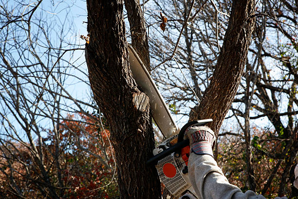Professional Tree Care in Taft Southwest, TX