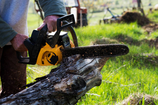 Best Tree Cabling and Bracing  in Taft Southwest, TX
